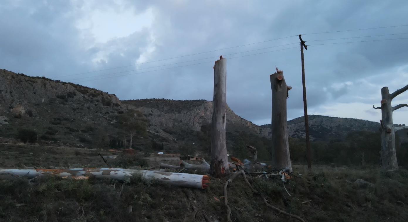 κοπή δέντρων Καραθώνα 1